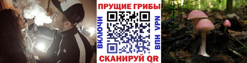 цены наркотик  гидра как войти  Галлюциногенные грибы Psilocybine cubensis  Унеча 